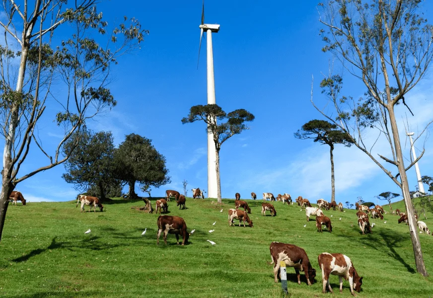 Ambewela Farm