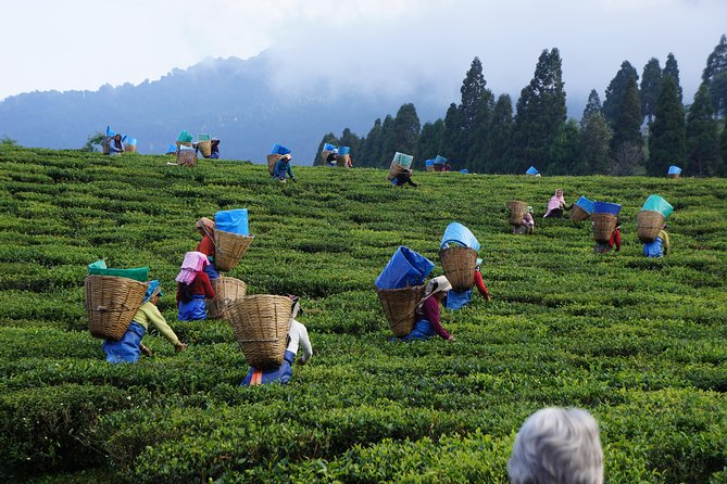 Tea Factory & Museum